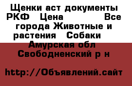 Щенки аст документы РКФ › Цена ­ 15 000 - Все города Животные и растения » Собаки   . Амурская обл.,Свободненский р-н